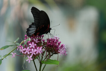 Tropical butterfly black cardinal on a pink flower
