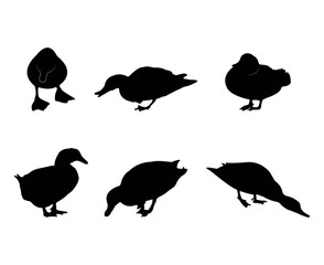 Collection of black silhouettes ducks