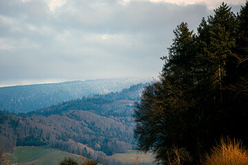 big forest in the mountains