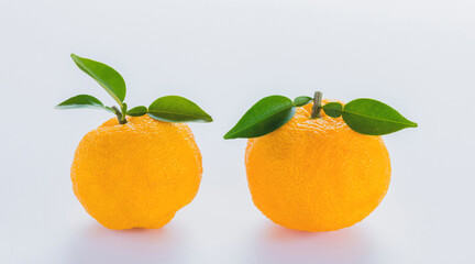 白い背景の葉付きのユズ