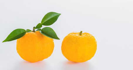 白い背景の葉付きのユズ