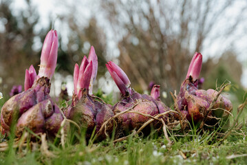 Close up of many lily bulbs on grass ready for planting in garden. Purple flower bulbs sprouting. 