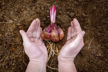 Top view of lily bulb with roots in hands on ground ready for planting. Purple flower bulb sprouting. Concept of gardening hobby - Powered by Adobe