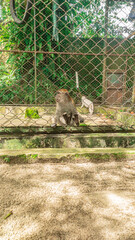 monkey in the zoo