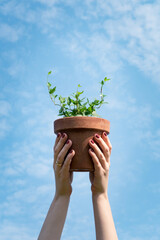 Hands holding small ivy plant in terracotta flower pot against blue sky background. Concept of houseplants care