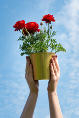 Hands holding blooming red asian buttercup (ranunculus) in golden flower pot against blue sky background. Concept of plants care