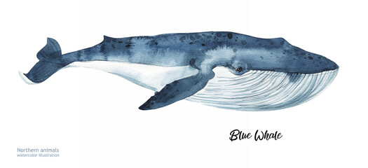 Watercolor cute whale . Hand painting postcard with whale isolated white background. Ocean animals