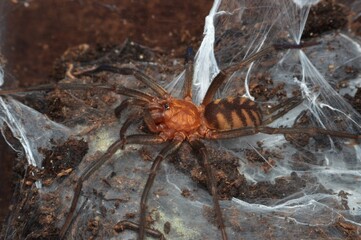 Linothele fallax spider