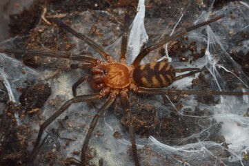 Linothele fallax spider