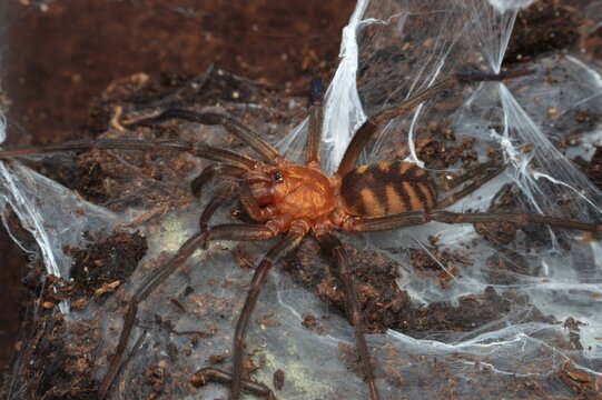 Linothele fallax spider