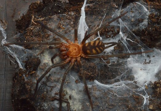Linothele fallax spider