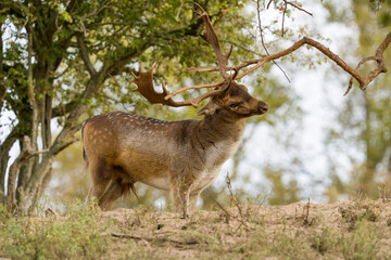 deer in the woods