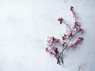 Fototapeta premium Cherry blossoms on concrete background