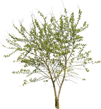 Freigestellter junger Baum