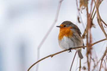 Cute bird the European Robin, Erithacus rubecula. sitting on the tree branch in winter.