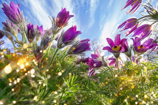 Flower Pulsatilla. Purple buds and flowers Pulsatilla against the blue sky in spring.