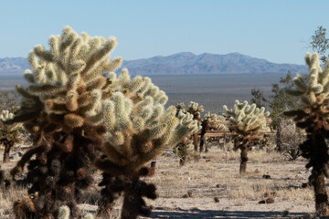 Cholla Cactus at Joshua Tree National Park