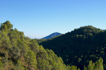 Fototapeta na wymiar Pine forest landscape. Green pine Trees.