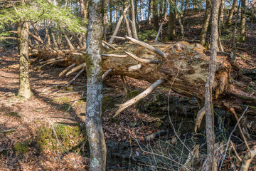 Fallen dead pine tree