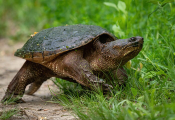 The Snapping Turtle