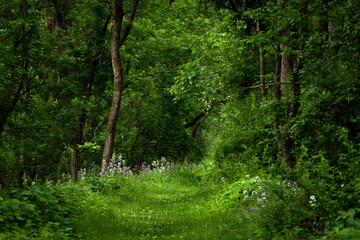 A Walk in the Woods