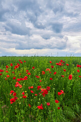 The huge field of red poppies flowers. Sun and clouds.