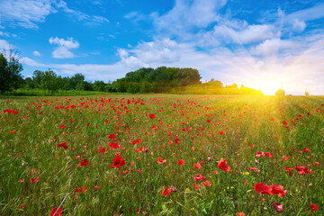 Obraz na płótnie Canvas Meadow with beautiful bright red poppy flowers