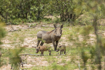 Naklejka na ściany i meble Family of warthogs in the bush