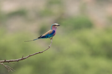lilac roller on a branch