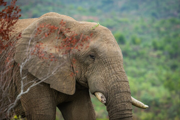 Fototapeta na wymiar African elephant in the bush
