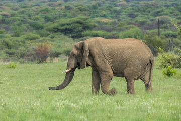 Fototapeta na wymiar An african elephant in a national park