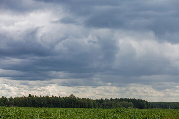 Fototapeta na wymiar horizon storm clouds over cornfield