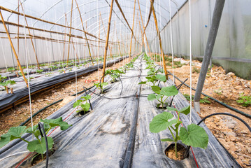 Large greenhouse farming for organic vegetable and fruits. Green farm is popular in food industry...