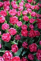 bouquet of red roses