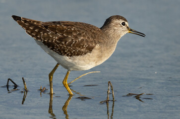 Closeup of a Wood Sandpiper at Asker marsh, Bahrain