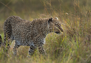 A leopard in the mid of  grasses at Masai Mara, Kenya