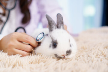 Asian female exotic veterinarian grooming and taking care a lovely cute little bunny in vet...