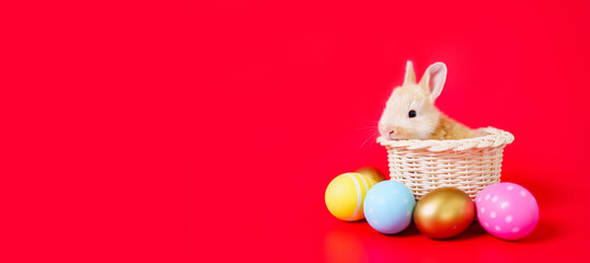 Lovely cute adorable Netherland Dwarf bunny in basket and colorful Easter Eggs portrait on red...