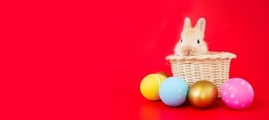 Lovely cute adorable Netherland Dwarf bunny in basket and colorful Easter Eggs portrait on red...