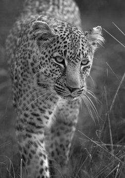 A closeup shot of a leopard, Masai Mara, Kenya