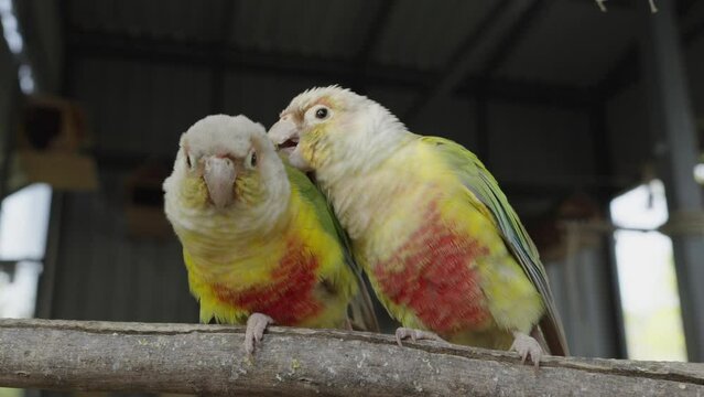 Adult Cinnamon green-cheeked conure or parakeet (Pyrrhura molinae) close up. It is one of the most popular species of companion parrot. Adorable pet bird animal.
