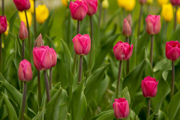 Pink tulips in a flower bed. The tulip bud in garden. Beautiful simple spring flowers. Floral background. To grow plants. Gardening.