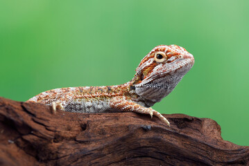 Baby bearded dragon on a rock