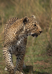 Closeup of a  leopard walking in the grasses of Masai Mara, Kenya