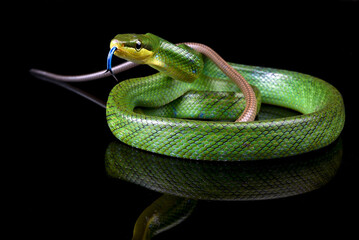 The arboreal rat snake on a black background
