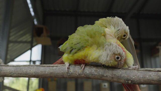 Adult Cinnamon green-cheeked conure or parakeet (Pyrrhura molinae) close up. It is one of the most popular species of companion parrot. Adorable pet bird animal.