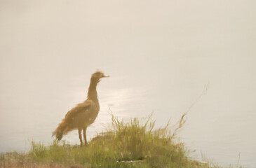 Reflection of Egyptian goose on water body, Masai Mara, Kenya