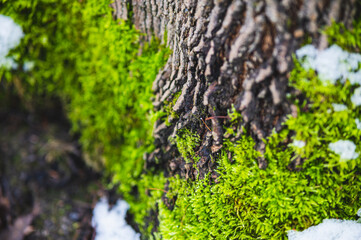 Green moss on a tree trunk in winter in the forest