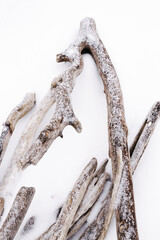 Dry trees in the snow