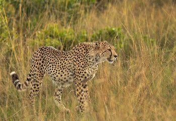 Fototapeta na wymiar Cheetah walking in the mid of tall grasses, Masai Mara